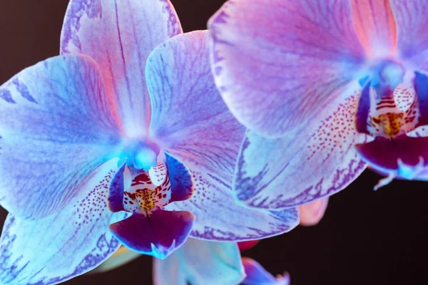 Ветвь орхидеи цветы на темном фоне в неоновом свете — стоковое фото