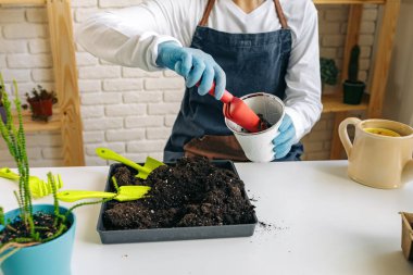 Bayan bahçıvan bitkileriyle içeride ilgileniyor.