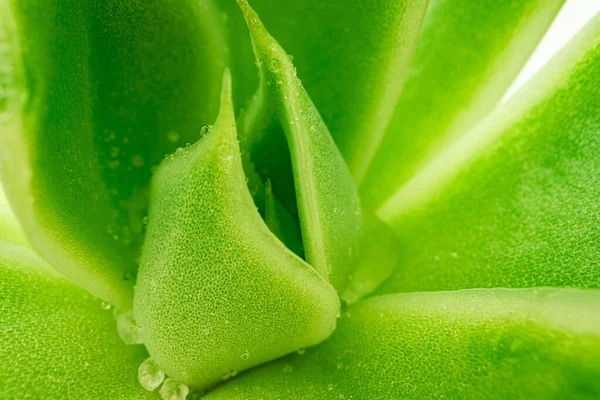 Fondo de textura suculenta de la planta de cerca — Foto de Stock