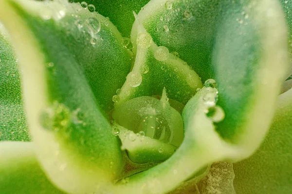 Fondo de textura suculenta de la planta de cerca — Foto de Stock