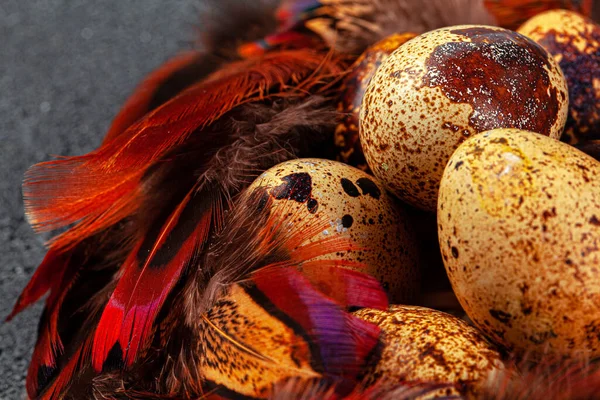 부활절 달걀이 어두운 배경에 있는 깃털에 달려 있다 — 스톡 사진