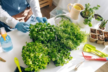 Tanınmayan bahçıvan içeride mikroçim yetiştiriyor.