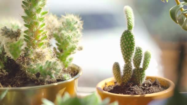 Pequenas plantas suculentas em vasos de perto — Vídeo de Stock