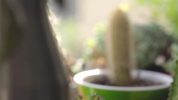 Kleine potten sappige planten close-up — Stockvideo