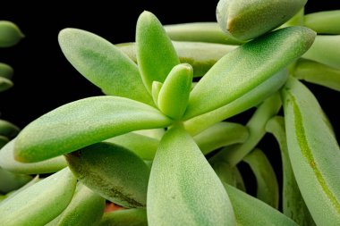 Siyah arka planda küçük bitki sulu, makro