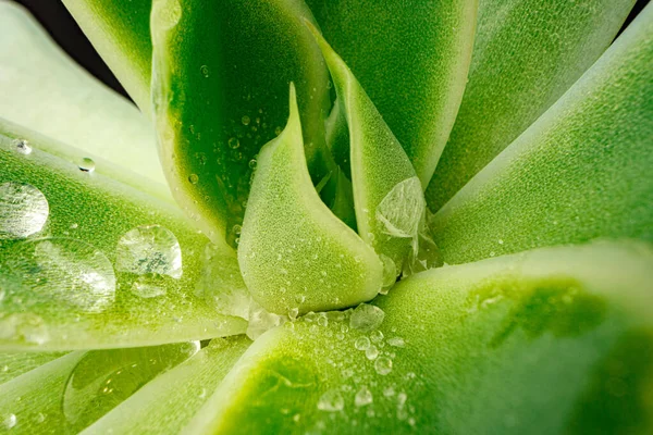 Makro kapek rosy na listech šťavnaté rostliny — Stock fotografie