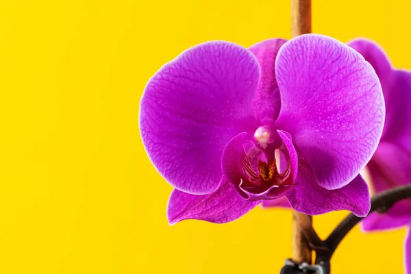 Fleurs d'orchidée pourpre sur fond jaune vif — Photo