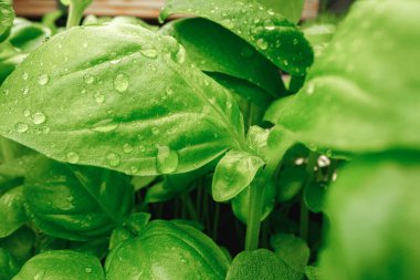 Mikro yeşil filizlerin makro fotoğrafı.