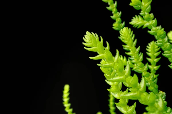 Sappige plant bladeren op zwarte achtergrond close-up — Stockfoto