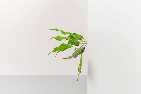 Maqueta de carta de papel plano con hojas — Foto de Stock