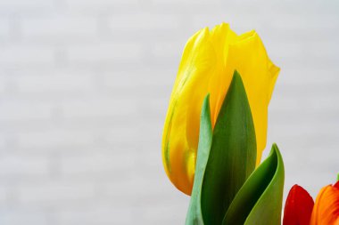 Taze bahar lale tomurcukları beyaz tuğladan duvara yakın.