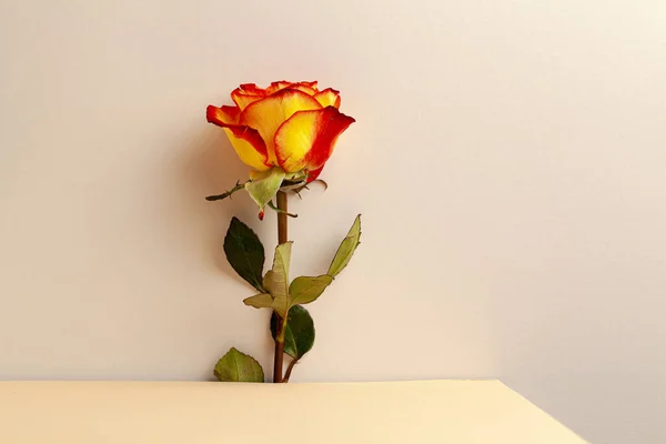 Vista superior de uma rosa vermelha e amarela — Fotografia de Stock