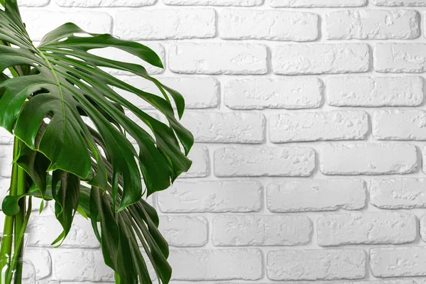 El primer plano de una planta de monstera hojas contra la pared de ladrillo blanco — Foto de Stock