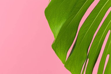 Canavar yaprağının dokusu pembe arkaplana yakın.