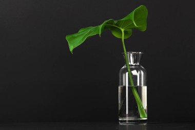 Taze kesilmiş canavar yaprağı siyah arkaplana karşı