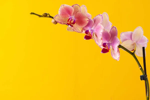 Floraison d'orchidées branche de fleurs sur fond jaune — Photo