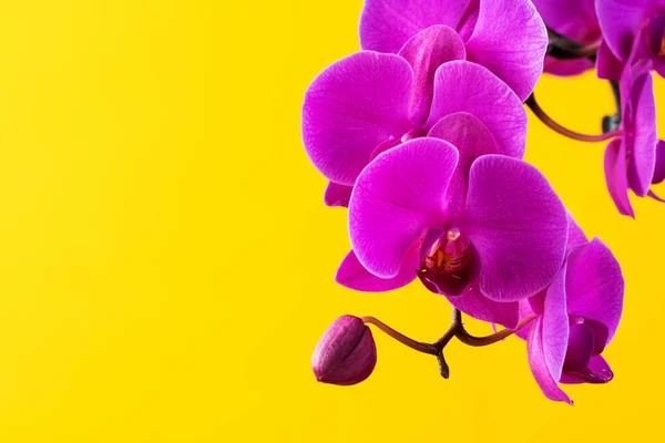 Fioletowe kwiaty storczyk na jasnym żółtym tle — Zdjęcie stockowe