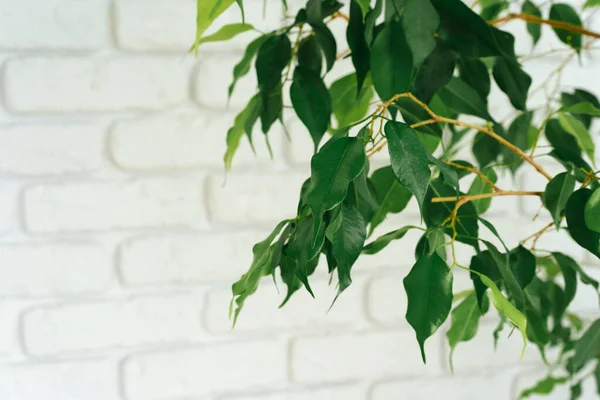 Huis plant bladeren tegen witte baksteen muur met kopieerruimte — Stockfoto