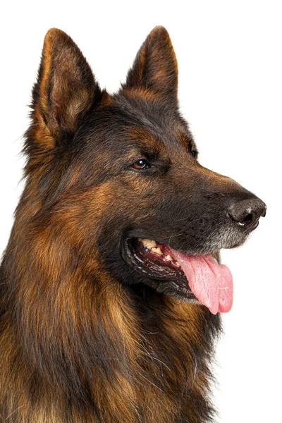 Estúdio de retrato de cão pastor alemão de cabelos compridos isolado em fundo branco — Fotografia de Stock