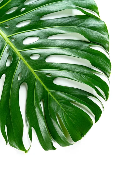 Glossy monstera blad närbild isolerad på vit bakgrund — Stockfoto