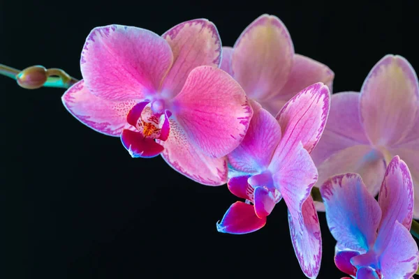 Ramo de orquídea roxa no fundo preto escuro — Fotografia de Stock