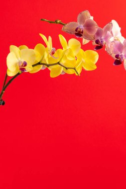 Kırmızı arkaplanda orkide çiçekleri yakın plan