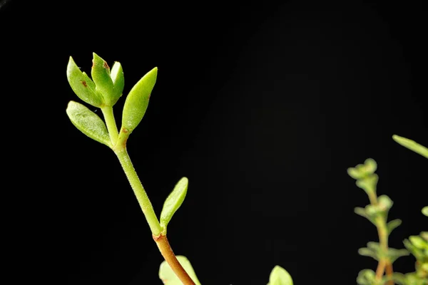 Маленькі молоді зелені паростки рослини на чорному тлі — стокове фото