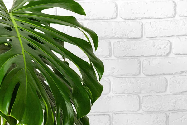 El primer plano de una planta de monstera hojas contra la pared de ladrillo blanco — Foto de Stock