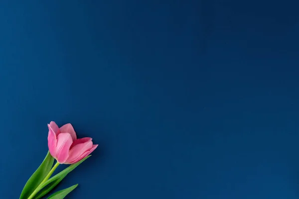 Свіжа квітка на класичному синьому фоні, простір для копіювання — стокове фото