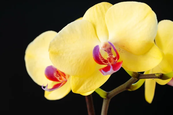 Натюрморт с красивыми цветами орхидеи на черном фоне — стоковое фото