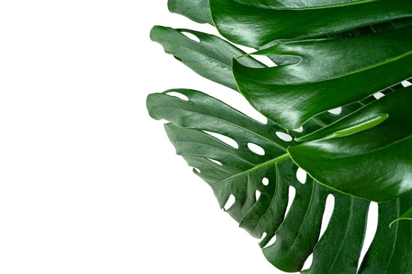 Glossy monstera blad närbild isolerad på vit bakgrund — Stockfoto