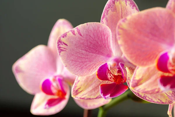 Розовая и желтая пастельная орхидея — стоковое фото