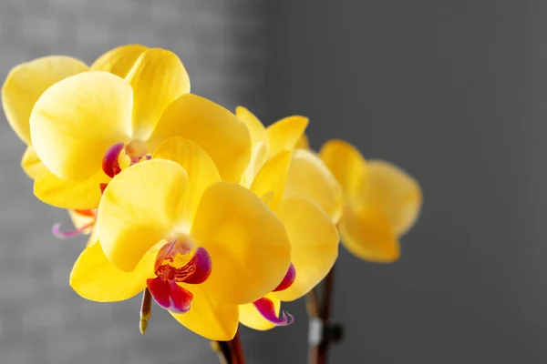 Gros plan des fleurs jaunes de l'orchidée — Photo