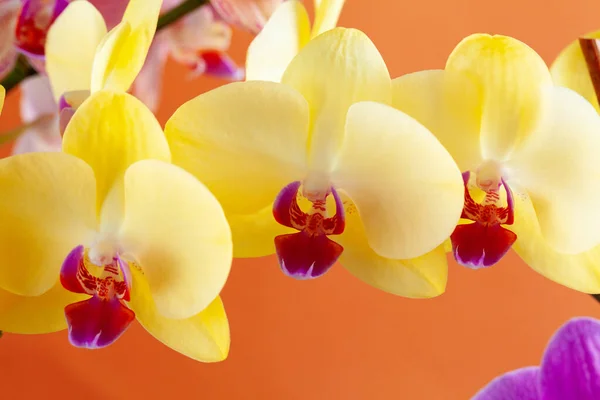 Gros plan de belles fleurs d'orchidée phalaenopsis — Photo