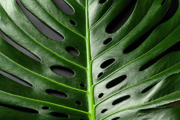 Hoja de planta tropical Monstera sobre fondo negro — Foto de Stock