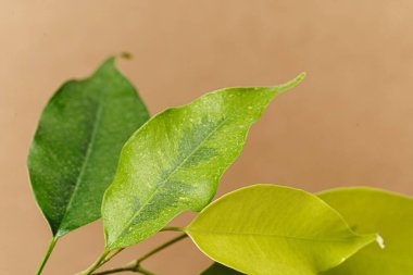 Kopya alanı ve yeşil yapraklı el sanatları elementleri kümesi