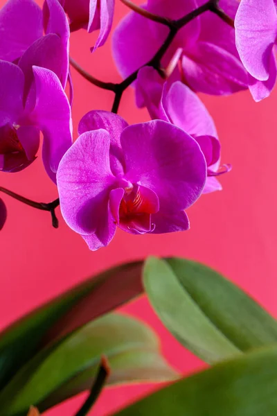 Orchidea kwiat gałąź na jasnoróżowym tle — Zdjęcie stockowe