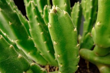 Siyah arkaplandaki sulu bitki yaprakları yakın plan