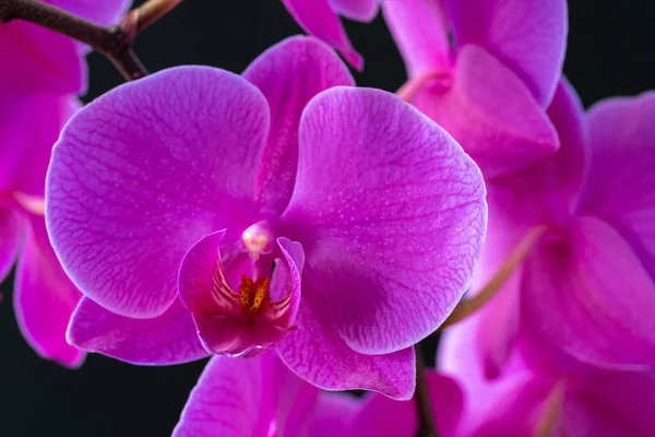 Фиолетовая ветвь орхидеи на темном черном фоне — стоковое фото