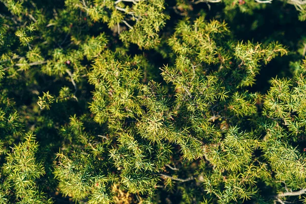 Groene jeneverbes bush takken in zonlicht, achtergrond — Stockfoto
