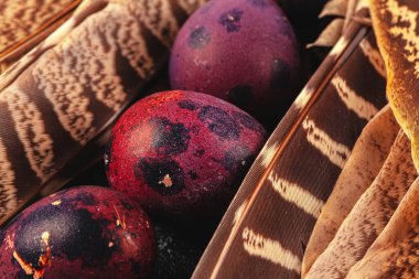 Paskalya bıldırcın yumurtaları.