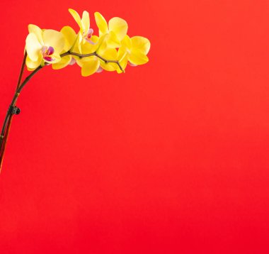 Kırmızı arkaplanda orkide çiçekleri yakın plan