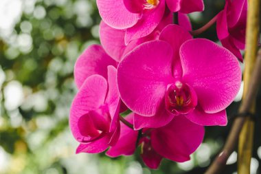 Güzel pembe orkide çiçeklerini kapat.