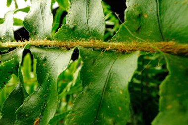 Siyah arkaplanda eğreltiotu dalını kapat