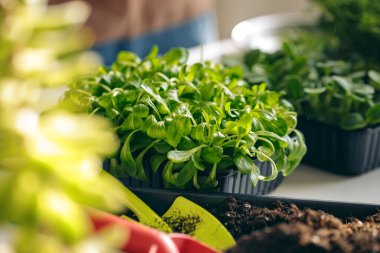 Mikro yeşil lahanalı tepsi kapat