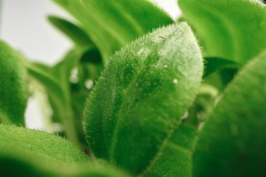 Büyüyen mikro yeşil bitki makrosu