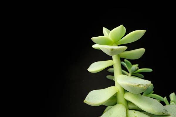 Planta pequeña suculenta sobre fondo negro, macro — Foto de Stock