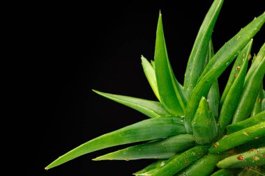 Siyah arkaplandaki sulu bitki yaprakları yakın plan