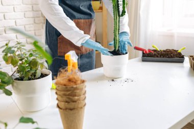 Tanımlanamayan kadın ev bitkisini yakından naklediyor..