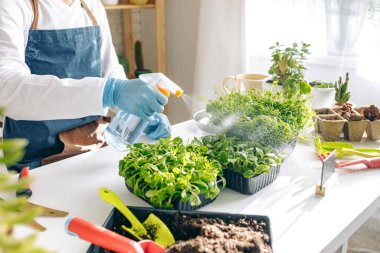 Tanınmayan bahçıvan içeride mikroçim yetiştiriyor.